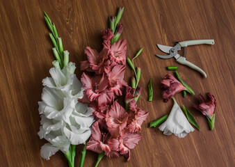 Care of cut gladiolus flowers - pruning with pruning shears on a wooden background, top view