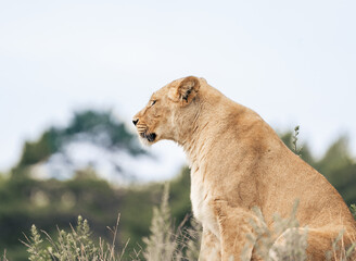 Lion in Kristiansand Dyrepark in southern Norway