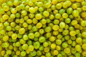 Green gooseberries background. Fresh berries. Closeup. Top down view.