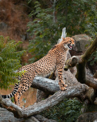Cheetah in Kristiansand Dyrepark in southern Norway