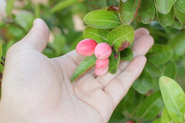 Carissa carandas Fruit in Hand