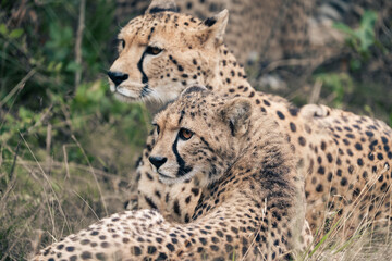 Cheetah in Kristiansand Dyrepark in southern Norway