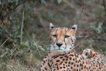 Cheetah in Kristiansand Dyrepark in southern Norway