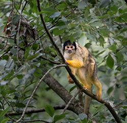 Common squirrel monkey in Kristiansand Dyrepark in southern Norway