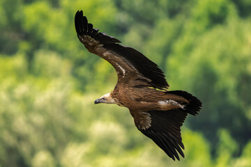 griffon vulture in flight in a French valley
