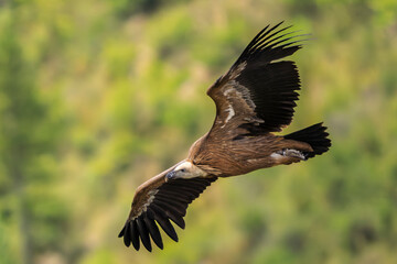 griffon vulture in flight in a French valley