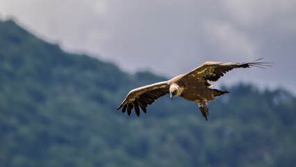 Griffon vulture in the sky over Provence, ready to land