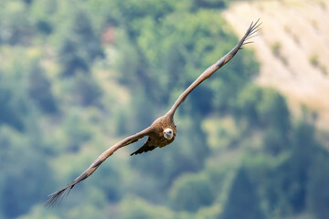 griffon vulture in flight in a French valley