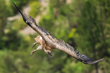 Griffon vultures in the landscapes of the Baronnies, France