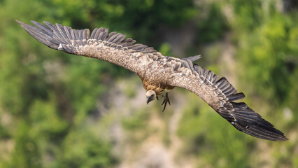 griffon vulture in flight in a French valley