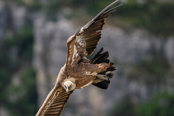 Griffon vultures in the landscapes of the Baronnies, France