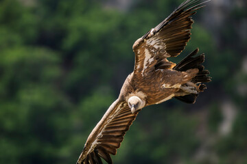 Griffon vultures in the landscapes of the Baronnies, France
