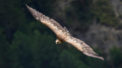 griffon vulture in flight in a French valley