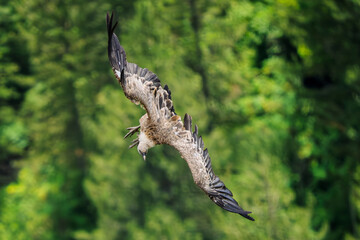 Griffon vultures in the landscapes of the Baronnies, France