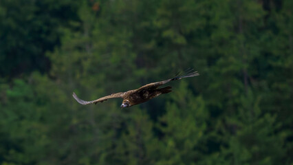griffon vulture in flight in a French valley