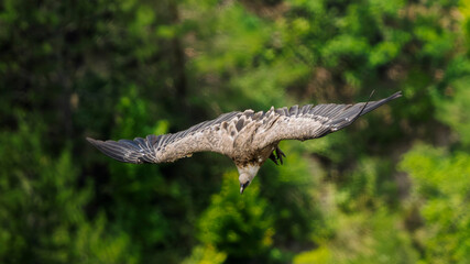 griffon vulture in flight in a French valley