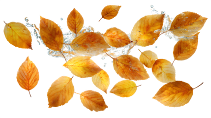 Golden Autumn Leaves Floating on Clear Water isolated on transparent white background --ar 16:9 --raw