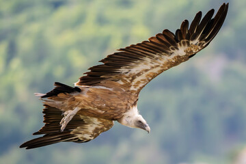 Griffon vultures in the landscapes of the Baronnies, France