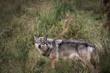Wolf in Kristiansand Dyrepark in southern Norway