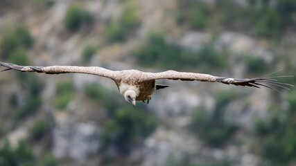 griffon vulture in flight in a French valley