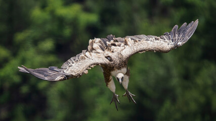 Griffon vultures in the landscapes of the Baronnies, France