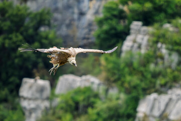 griffon vulture in flight in a French valley