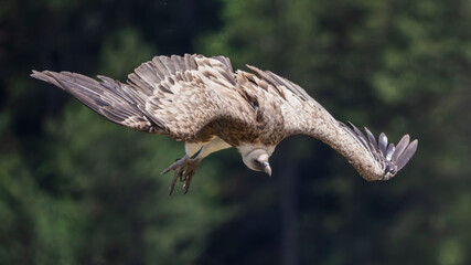 Griffon vultures in the landscapes of the Baronnies, France