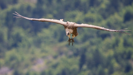 Griffon vultures in the landscapes of the Baronnies, France