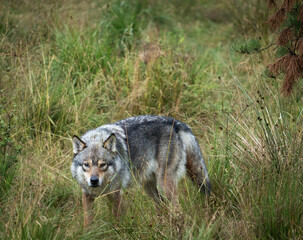 Wolf in Kristiansand Dyrepark in southern Norway
