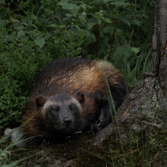 Gulo gulo in Kristiansand Dyrepark in southern Norway
