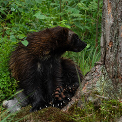 Gulo gulo in Kristiansand Dyrepark in southern Norway