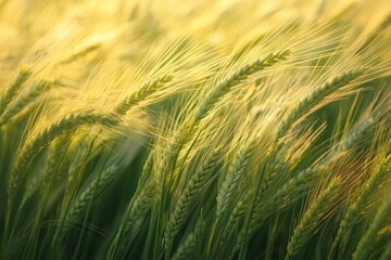 Fototapeta premium Golden wheat field at sunset. A close-up view of tall wheat stalks swaying gently in a warm golden light. The image focuses on the textures of the wheat, with the tops highlighted by the sun