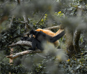 Gibbon monkey in Kristiansand Dyrepark in southern Norway