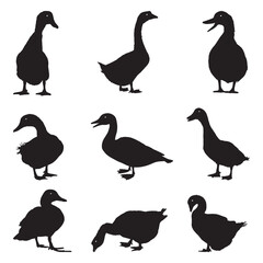 Duck Silhouette Poses for Graphic Design