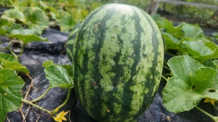 Close-up of fresh watermelons growing in an outdoor farm. The green-striped rind is clearly visible, surrounded by lush green leaves. Natural agriculture and organic fruit harvest concept.