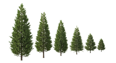 Fototapeta premium Five distinct coniferous trees (pine, spruce, fir) with lush green needles & textured bark, arranged largest to smallest, isolated against a transparent background with studio lighting & high