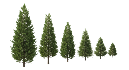 Five distinct coniferous trees (pine, spruce, fir) with lush green needles & textured bark, arranged largest to smallest, isolated against a transparent background with studio lighting & high