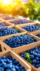 Fresh blueberries in boxes, outdoor setting