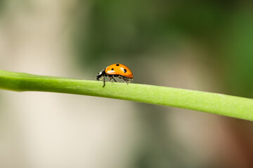Green plant with cute small ladybug on blurred background outdoors, closeup