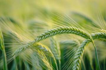 Close-up of young green wheat heads