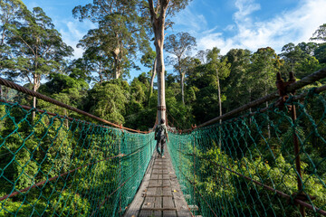 Rear view of an Asian man at suspension bridge in tree top canopy walkway in Danum rain forest...