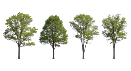 Four distinct deciduous trees with unique shapes and vibrant green foliage, isolated on an infinite white studio background, ultra realistic UHD, sharp, high contrast photograph highlighting