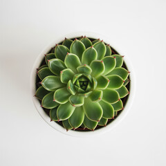 Top View of Green Succulent Plant in White Pot – Minimalist Botanical Design on Clean Background for Eco Decor and Nature-Inspired Concepts