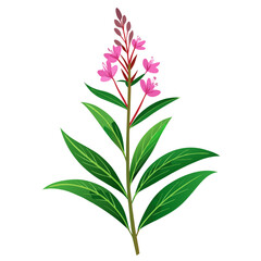  Botanical Flower Illustration