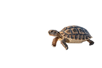 Naklejka premium Desert tortoise walking isolated on transparent background