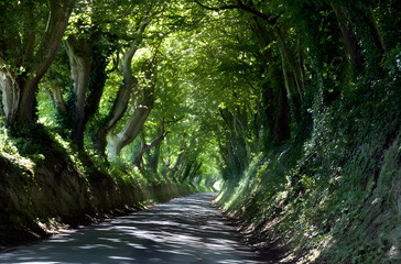 Naklejka premium Halnaker tree tunnel in West Sussex UK with sunlight shining in. This is an ancient road which follows the route of Stane Street, the old London to Chichester road.