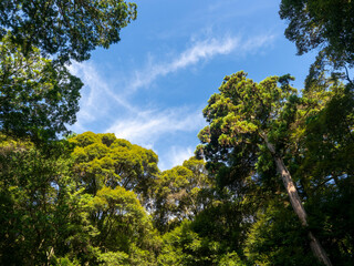 夏の青空と新緑の木々