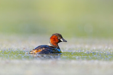 Perkozek ,The little grebe, Tachybaptus ruficollis © Michal Przystas