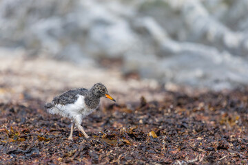 Młody ostrygojad, The young eurasian oystercatcher, Haematopus ostralegus  © Michal Przystas