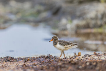 Młody ostrygojad, The young eurasian oystercatcher, Haematopus ostralegus  © Michal Przystas